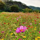 백일홍 - 안산시 단원구 부흥로 235 | 백일홍