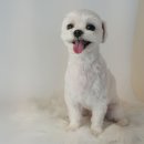 그루밍140 | 당진 애견미용 잘하는 곳 새로 오픈한 하이그루밍 후기