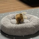 개님은 털빨 이미지