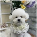 동물친구들 애견미용실 이미지