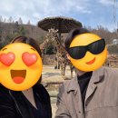 황금짱PC게임랜드 | 에버랜드 3월 한정 워킹 로스트밸리 후기🐘 오픈런부터 동물 체험까지 리얼 후기