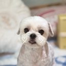 블루밍 펫 살롱 이미지