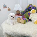 유앤미펫 강아지분양 고양이분양 일산점 | 고양시강아지분양 유앤미펫 강아지분양 고양이분양 일산점