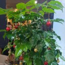 신안골드리치 | 안산마사지 THE조은바디앤풋샵 이용한 후기