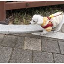 나랑애견유치원 이미지