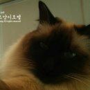 고양이 별 이미지