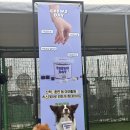 강아지왈츠 | 강아지 훈련사 자격증, 멍스스쿨에서 시작하세요. 제1회 훈련경기대회 후기