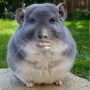 리뿜