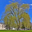 버드나무집 이미지