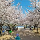 슬기샘어린이도서관 | 수원벚꽃 명소. 만석공원 벚꽃 길 다녀왔어요~ 주차정보 및 만석공원 벚꽃 풍경.