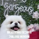 웰니스펫뷰티 이미지