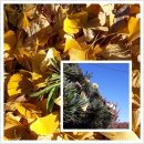 호성경로당 이미지