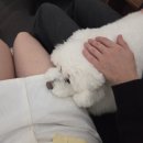 애견카페 펍 곰곰 이미지