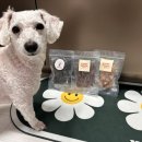 우리집 댕댕이 | 강아지 수제간식 해피왈츄 후기! 우리집 댕댕이 반응은?