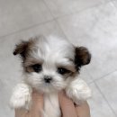 미앤멍 강아지분양 제주본점 | 생명의무게와책임감이함께하는8월의진지한강아지분양안내