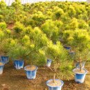 황금소나무 이미지