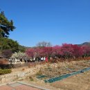 백돈 감삼본리점 | 대구 꽃구경명소 남평문씨본리세거지 주차 개화상황