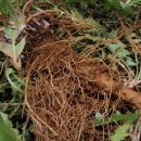 긴뿌리농장 이미지