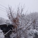 돌배나무 세그루 이미지