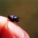 쇠똥구리마을 이미지