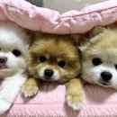 같은마음 동물병원 이미지