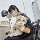 1037 | 민감성 피부 고양이 미용 ~ 대전고양이미용실 페르시안캣