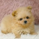 제시카 켄넬 이미지