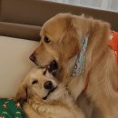 베버리 독스 | [하남 미사 애견카페 베버리독스]호텔,유치원 대형견도 문제없스