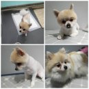 수다펫 이미지