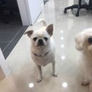 GD동물병원 이미지