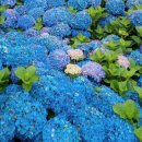 연일목장 이미지