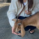 여행 3편 :: 1월말에 다녀온 호주여행 3일차 - 시드니 여행 🦘🇦🇺 시드니 줌줌투어 후기! 포트스테판 투어