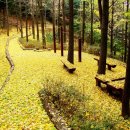 가을빛 담은 나무들이 주인이 되는 시간, 청남대 이미지