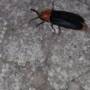 반딧불이 이미지