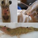 새우 신장복합체 (nephrocomplex=이전의 antennal gland)의 위치 이미지