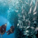 말리비치 이미지