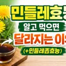 토종흰민들레식품 | 민들레효능 알고 먹으면 달라지는 이유 (+민들레즙효능)