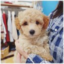 인천강아지분양 판도라독 가정분양 | 가족을 맞이하는 공간, 인천강아지분양 고민 끝에 찾은 버디독 안심분양센터 인천점 후기