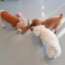 삐삐라떼 이미지