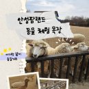 좋은빛목장 | 안성팜랜드 동물 체험목장 아이랑 즐길거리