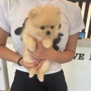 아지사랑 이미지