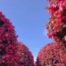 동백목장2 이미지