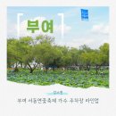 백마강길 | 부여 서동연꽃축제 가수 주차장 라인업 총정리