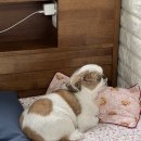 굿모닝토토 이미지