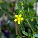 평남목장 이미지