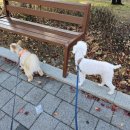 DOG 깨비 이미지