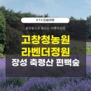 역장투어 당일치기 후기 고창 청농원 장성 축령산 편백숲길