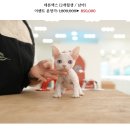 온천장고양이 이미지