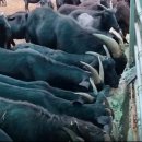 파주흑염소농장 이미지