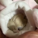 상도힐링동물병원 이미지